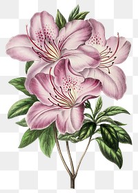 Hand drawn pink azalea flower design element