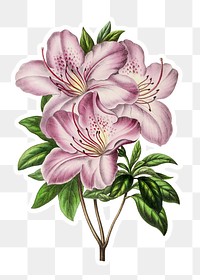 Vintage pink azalea flower sticker with a white border design element