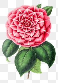 Hand drawn pink camellia flower design element