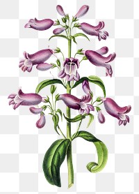 Hand drawn purple Barrett&#39;s penstemon flower design element