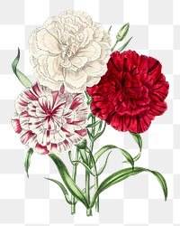 Hand drawn dianthus flowers design element