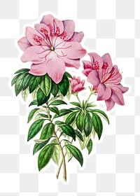 Hand drawn pink Azalea flower sticker with a white border design element