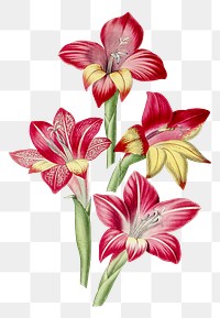 Hand drawn red gladiolus flower design element