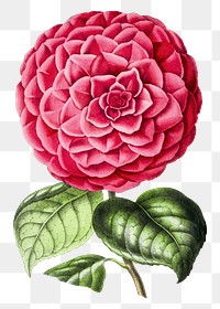 Vintage pink camellia flower design element