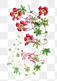 Vintage red passion flowers sticker with a white border design element