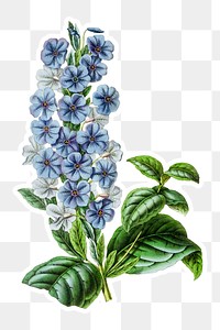 Hand drawn eranthemum flower sticker with a white border design element