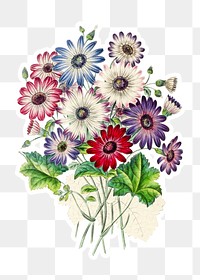 Hand drawn chrysanthemum flower bouquet sticker with a white border design element