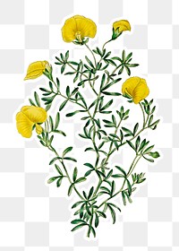 Hand drawn gompholobium flower sticker with a white border design element