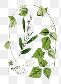 Vintage png white flowers illustration
