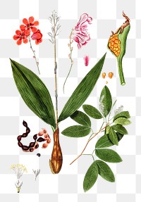Vintage png flowers and leaves illustration