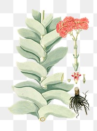 Vintage png aesthetic propeller plant succulent illustration