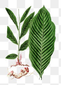 Png hand drawn alpinia plant illustration