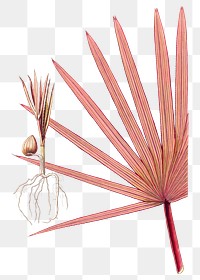Vintage png red latan palm illustration