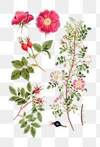 Vintage png pink burnet rose illustration