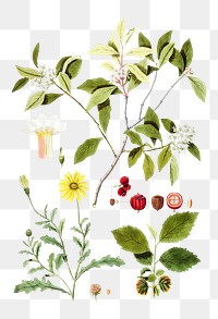 Png hand drawn wildflowers illustration