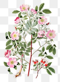 Vintage pink smooth rose flower design element