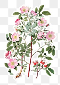 Vintage pink smooth rose flower sticker with a white border design element