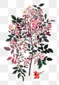 Vintage shrub rose flower design element