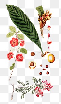 Vintage png pink flowers and loquat illustration