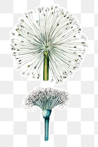Hand drawn haemanthus flower sticker with a white border design element
