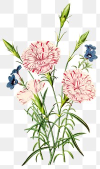 Vintage carnation flower design element