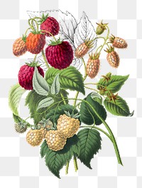 Vintage png strawberry hand drawn illustration