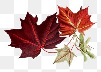 Vintage maple leaf design element