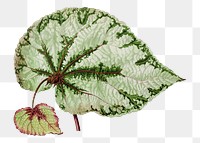 Hand drawn begonia leaf design element