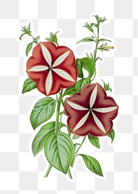 Hand drawn red petunia flower sticker with a white border design element