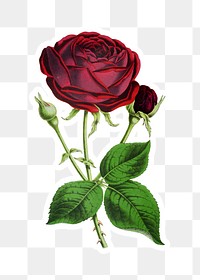 Vintage prince noir rose sticker with a white border design element design element