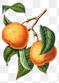 Vintage png aesthetic Asian pear illustration