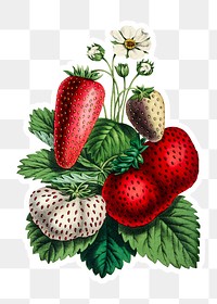 Vintage strawberry sticker with a white border design element