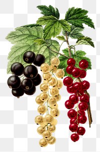 Vintage png aesthetic currants illustration