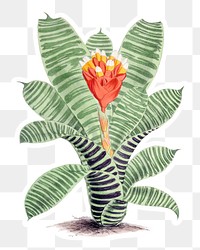 Hand drawn Guzmania musaica plant sticker with a white border design element