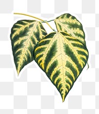 Vintage caladium bicolor leaf sticker with a white border sticker design element