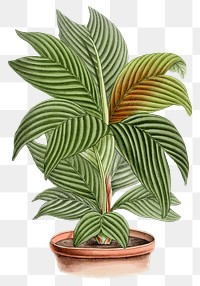 Vintage Calathea Orbifolia plant design element