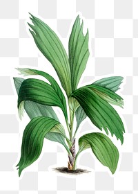 Vintage Arecanut palm plant sticker with a white border design element