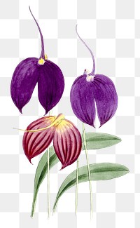 Png hand drawn purple wildflower illustration