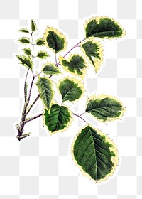 Hand drawn aralia guilfoylei plant sticker with a white border design element