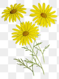 Png hand drawn yellow chrysanthemum illustration