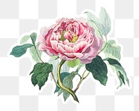 Vintage pink cabbage rose sticker with a white border design element