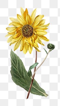 Hand drawn sunflower design element