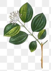 Png hand drawn vomit nut tree branch illustration