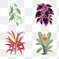 Vintage tropical plant design element set