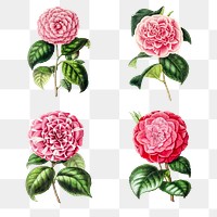 Hand drawn camellia flower design element set