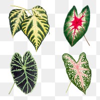 Hand drawn caladium bicolor leaf design element set