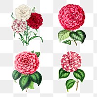 Hand drawn camellia flower sticker with a white border design element set