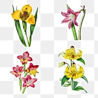 Hand drawn lily and amaryllis flower sticker design element set