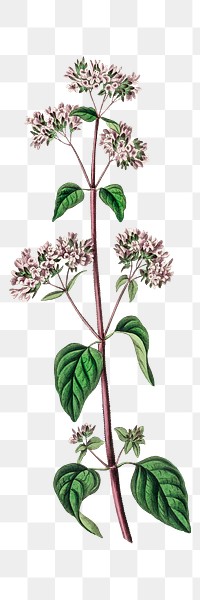 Pink oregano flowers png antique illustration