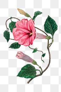 Hand drawn pink flower jalap png vintage botany